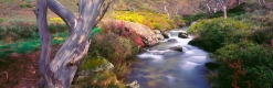 Kosciusko Spring