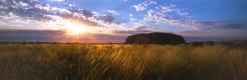 Spinifex