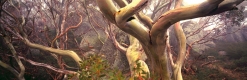 Snow Gums