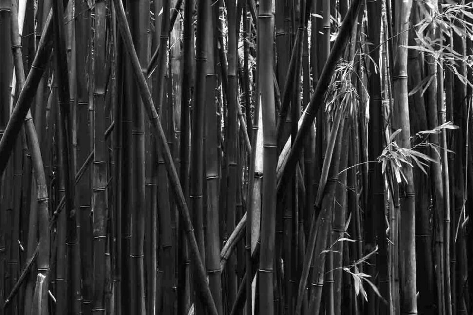 BambooVarnishBW3